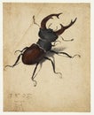 Stag Beetle depicted by Albrecht Durer Royalty Free Stock Photo